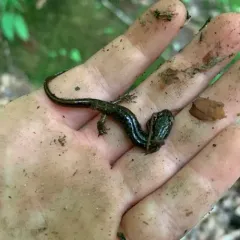 Northern Dusky Salamander thumbnail 2
