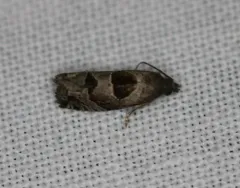 Brighton's Epiblema Moth thumbnail 2