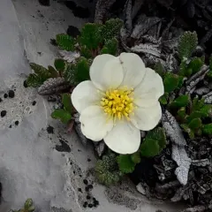 Hooker's Mountain-Avens thumbnail 3