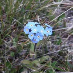 mountain forget-me-not thumbnail 2
