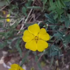 Blueleaf Cinquefoil thumbnail 4