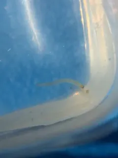 Pitcher Plant Midge thumbnail 4