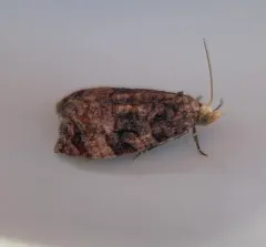 Cagiva cephalanthana thumbnail 1