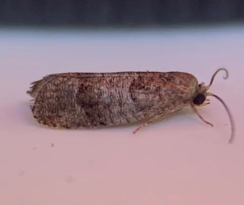 Dark-based Larisa Moth