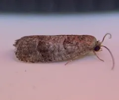 Dark-based Larisa Moth thumbnail 1