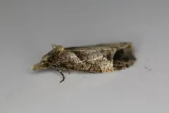 Phtheochroa birdana thumbnail 3