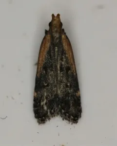 Copa Dichomeris Moth thumbnail 3
