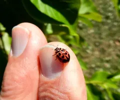 V-marked Lady Beetle thumbnail 3