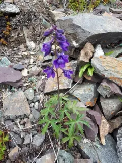 Northern Larkspur thumbnail 2