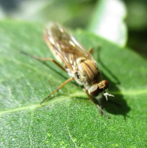Thereva duplicis