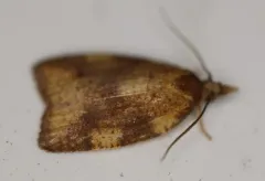 Cenopis eulongicosta thumbnail 4