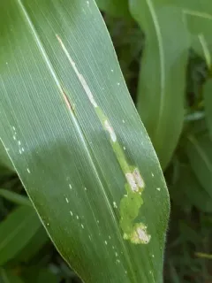 Corn Blotch Leafminer thumbnail 2