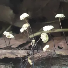 collared parachute thumbnail 3
