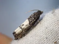 Eucosma oregonensis thumbnail 2