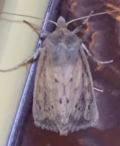 Yellow Sedge Borer Moth thumbnail 3