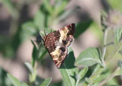 Schinia vacciniae thumbnail 1