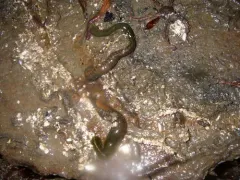 Eupolymnia heterobranchia thumbnail 2