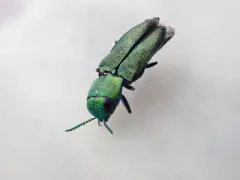 Anthaxia caseyi thumbnail 4