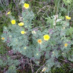 shrubby cinquefoil thumbnail 3