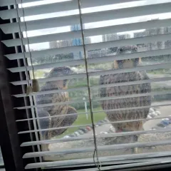 Peregrine Falcon thumbnail 3