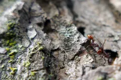Mary's Collared Ant thumbnail 2