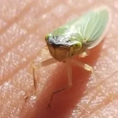 Draeculacephala angulifera thumbnail 4