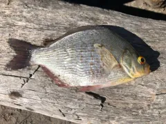 Calico Surfperch thumbnail 3