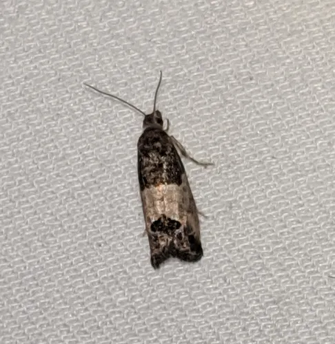 Eye-spotted Bud Moth