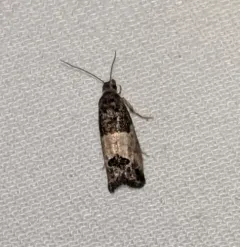 Eye-spotted Bud Moth thumbnail 1