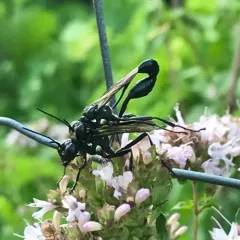 Gold-marked Thread-waisted Wasp thumbnail 4