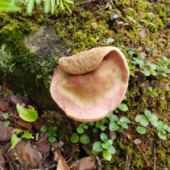 Chrome-footed Bolete thumbnail 1
