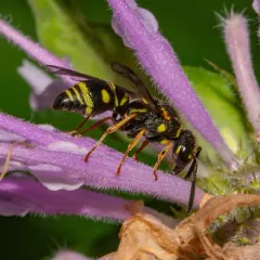 Parancistrocerus leionotus thumbnail 2