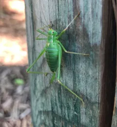 Speckled Bush-cricket thumbnail 3