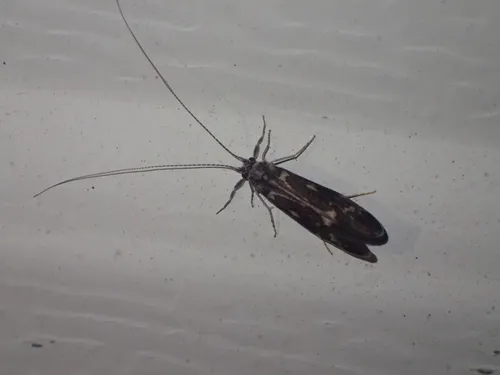 Ceraclea transversa