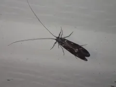 Ceraclea transversa thumbnail 1