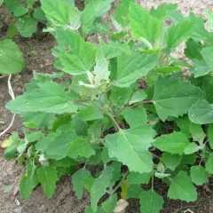 Common Lambsquarters thumbnail 2
