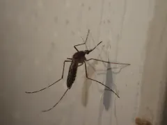 Western Encephalitis Mosquito thumbnail 3