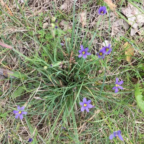 strict blue-eyed grass
