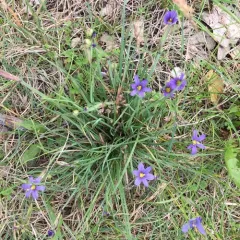 strict blue-eyed grass thumbnail 1