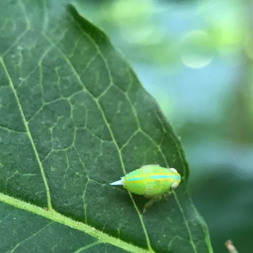 Aplos simplex