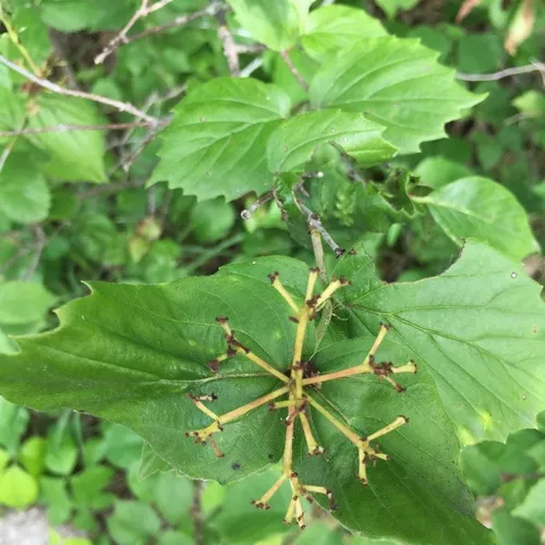 downy arrowwood