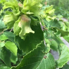 American hazelnut thumbnail 1