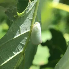 Ormenoides venusta thumbnail 4