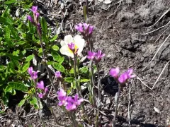 Calder's rockcress thumbnail 3