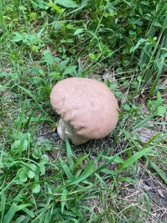 Brain puffball thumbnail 2