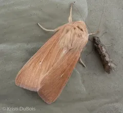 Meadow Wainscot Moth thumbnail 4