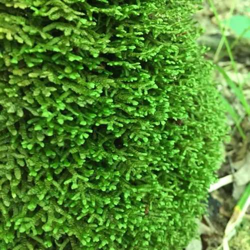 Wall Scalewort