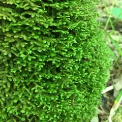 Wall Scalewort thumbnail 1