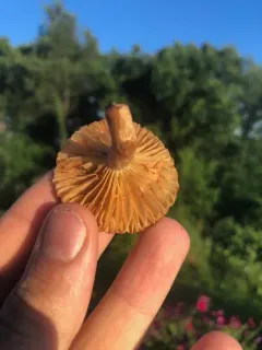 Lactarius subplinthogalus thumbnail 1