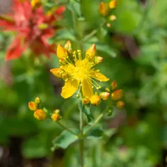 Scouler's St. John's wort thumbnail 2